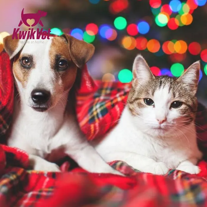 KwikVet - 24 hour veterinarians Picture 4