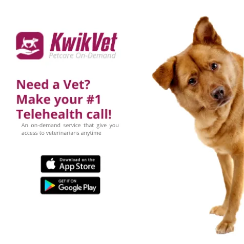 KwikVet - 24 hour veterinarians Picture 7