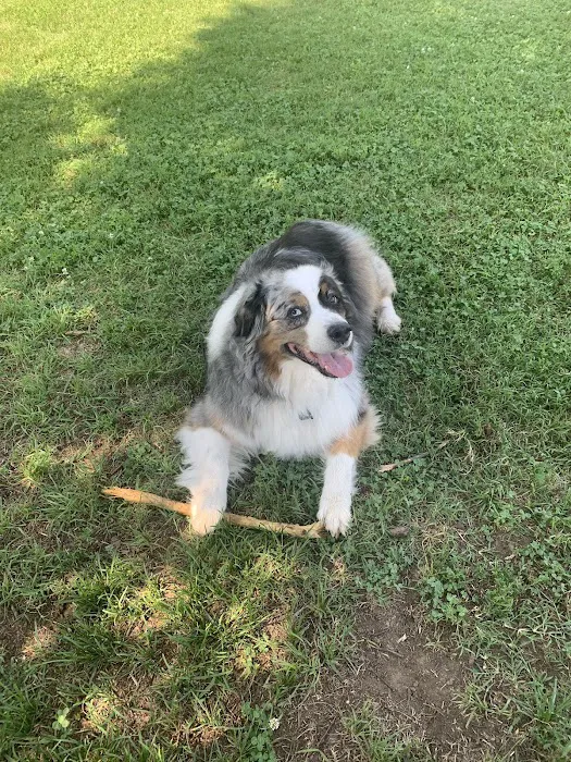 CityVet | Old East Dallas Picture 7