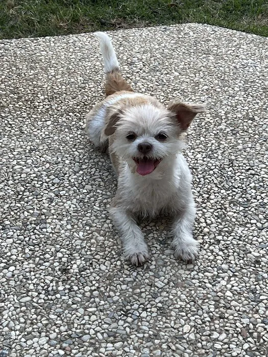 CityVet | Old East Dallas Picture 9
