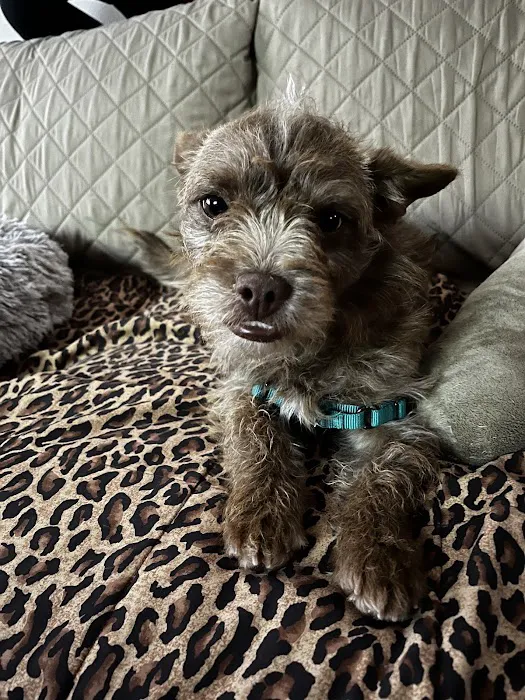 City Vet Old East Dallas: Gionnopoulos Effie DVM Picture 4