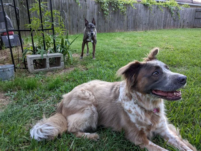 City Vet Old East Dallas: Gionnopoulos Effie DVM Picture 5