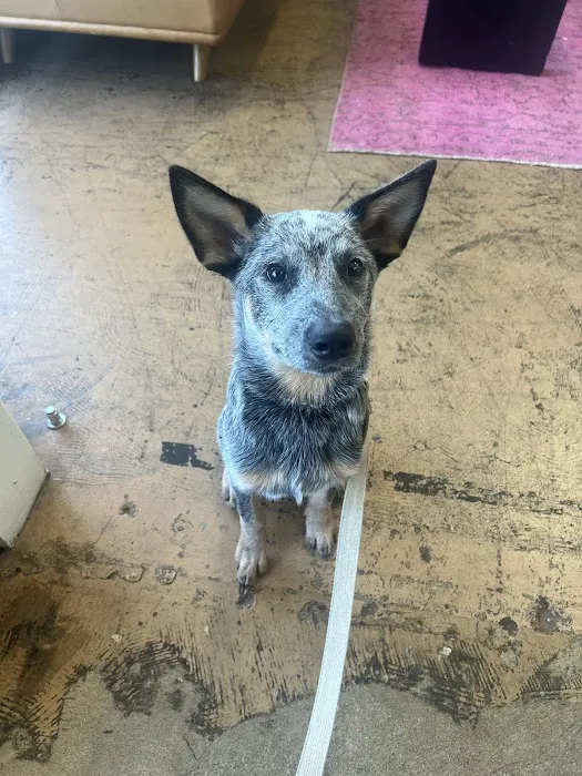 City Vet Old East Dallas: Gionnopoulos Effie DVM Picture 6