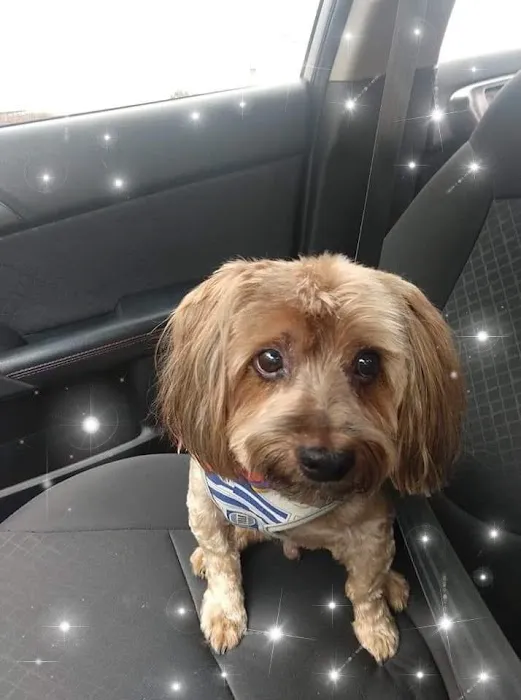City Vet Old East Dallas: Gionnopoulos Effie DVM Picture 7