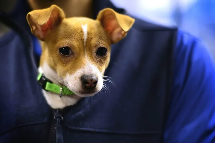CityVet | Uptown Picture 8