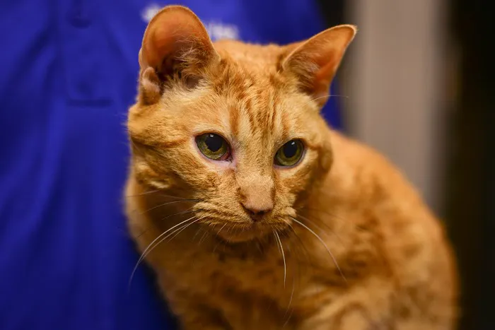 CityVet | Uptown Picture 5