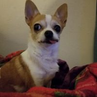 Murphy Matt DVM ico