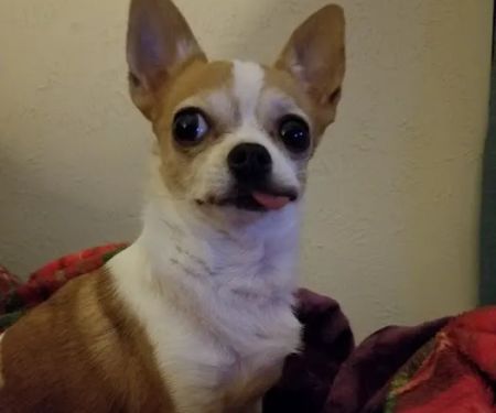 Murphy Matt DVM