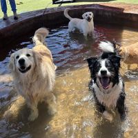 Rutherford Veterinary Hospital ico