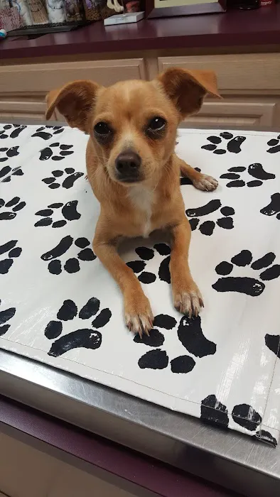 Rutherford Veterinary Hospital Picture 8