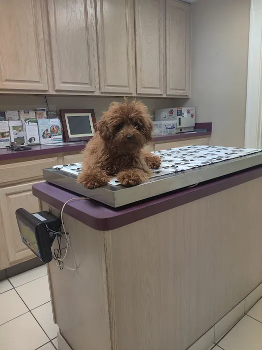Rutherford Veterinary Hospital Picture 7