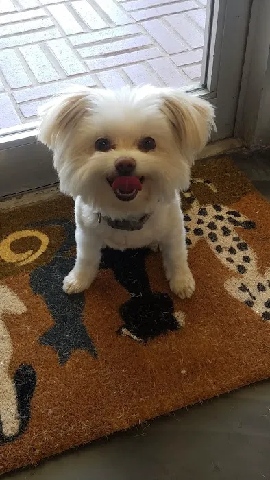 VICTORY BARK VETERINARY CLINIC Picture 1