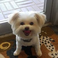 VICTORY BARK VETERINARY CLINIC ico
