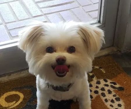 VICTORY BARK VETERINARY CLINIC