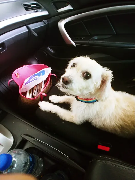 CityVet | Oak Lawn Veterinary Clinic & Urgent Care Picture 3