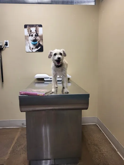 CityVet | Oak Lawn Veterinary Clinic & Urgent Care Picture 2