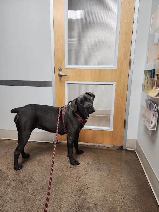 CityVet | Oak Lawn Veterinary Clinic & Urgent Care Picture 4