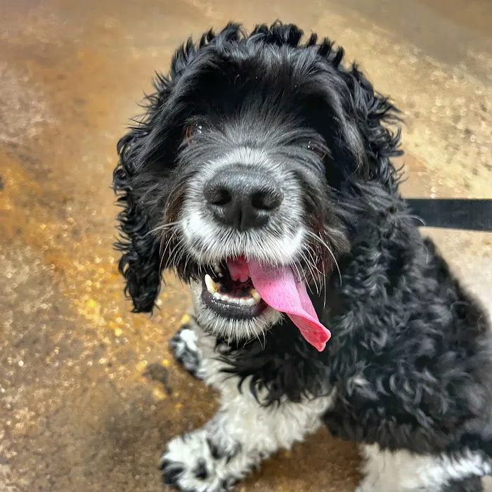 CityVet | Oak Lawn Veterinary Clinic & Urgent Care Picture 6
