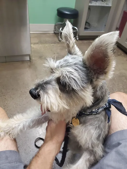 CityVet | Oak Lawn Veterinary Clinic & Urgent Care Picture 7