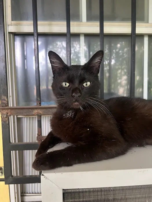CityVet | Oak Lawn Veterinary Clinic & Urgent Care Picture 5