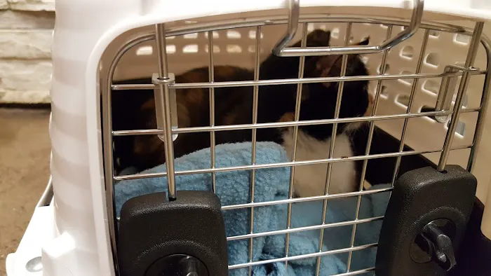 CityVet | Oak Lawn Veterinary Clinic & Urgent Care Picture 10