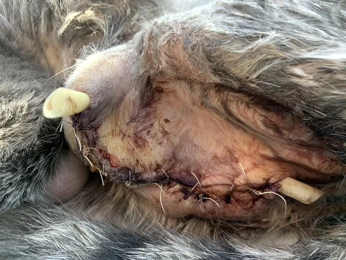 Patterson Dog and Cat Hospital Picture 7