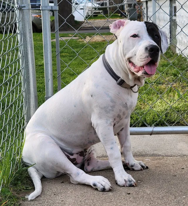 Patterson Dog and Cat Hospital Picture 4