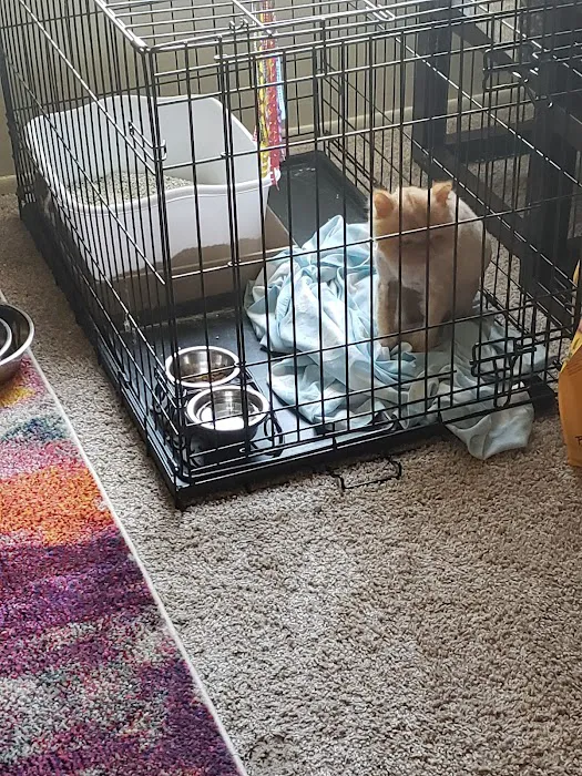 Patterson Dog and Cat Hospital Picture 10