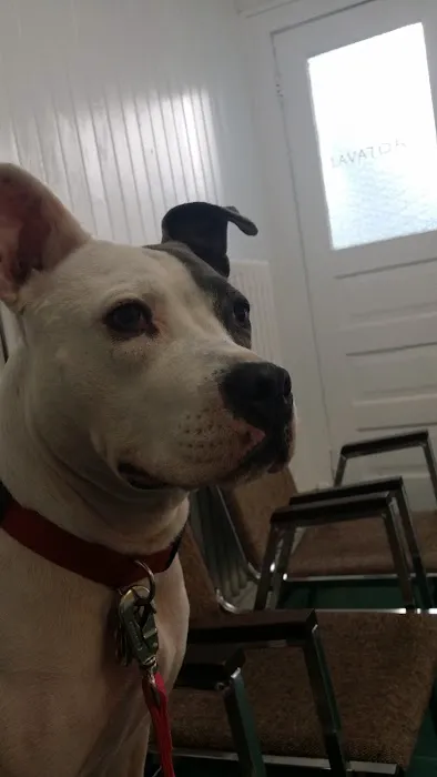 Patterson Dog and Cat Hospital Picture 9