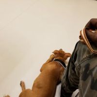 Michigan Humane Veterinary Center ico