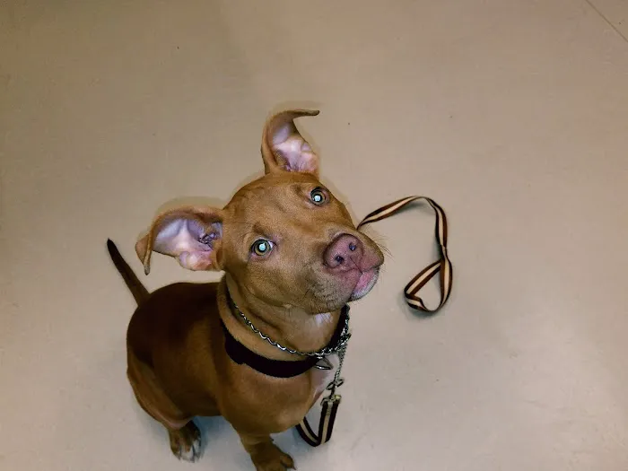 Michigan Humane Veterinary Center Picture 6
