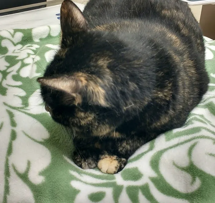 Michigan Humane Veterinary Center Picture 9