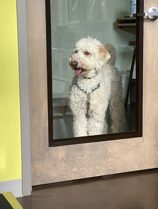 Little Urban Vet Clinic Picture 4
