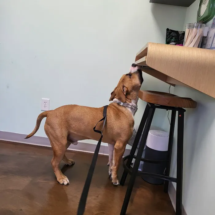 Little Urban Vet Clinic Picture 5