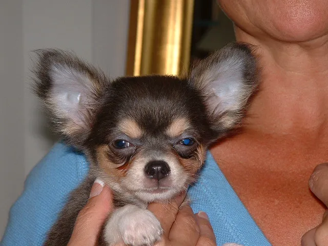 City Pets Animal Care Picture 7