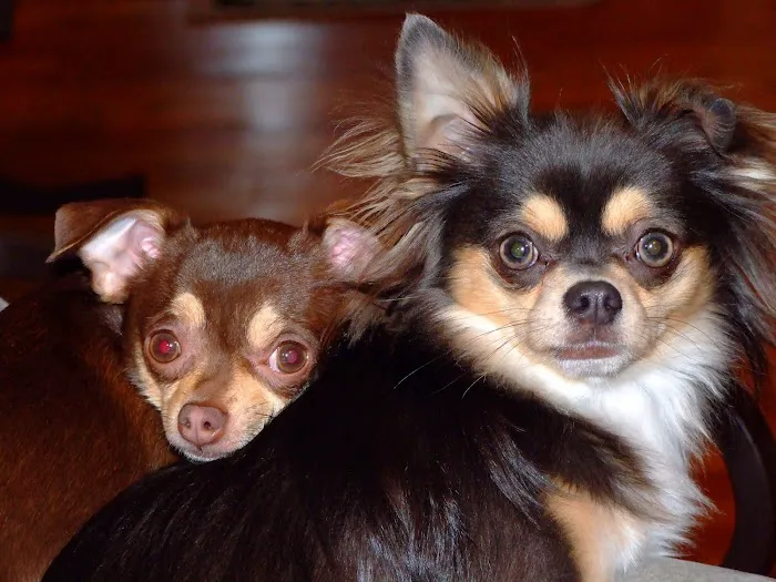 City Pets Animal Care Picture 8