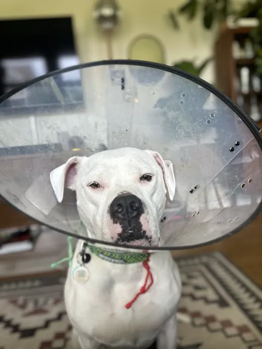 City Pets Animal Care Picture 5