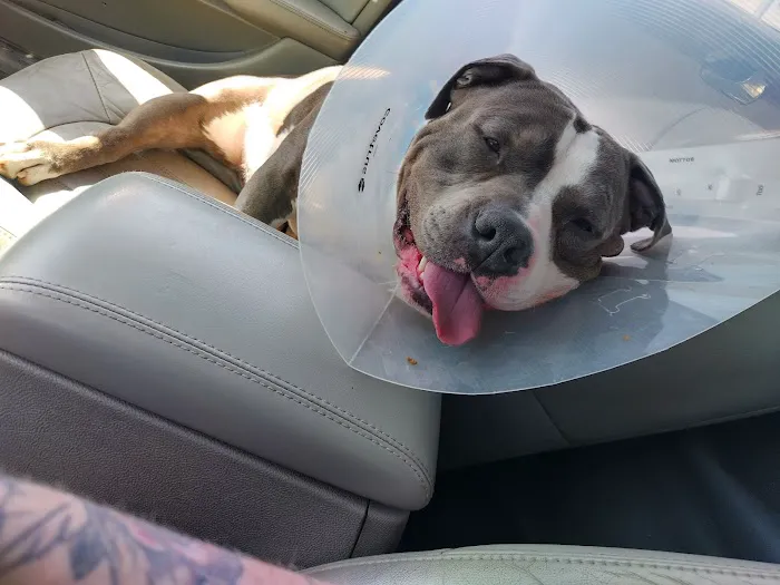 Thrive Pet Healthcare - Wedgewood Picture 1