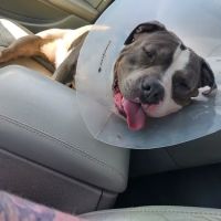 Thrive Pet Healthcare - Wedgewood ico