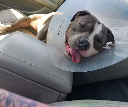 Thrive Pet Healthcare - Wedgewood