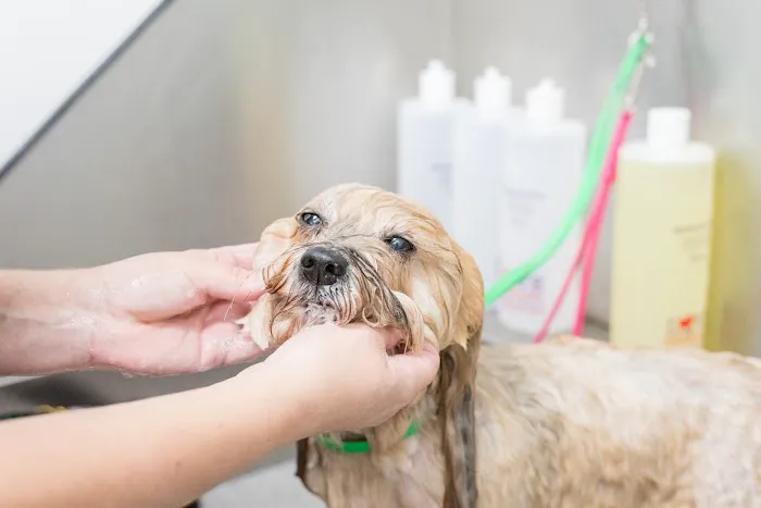 Thrive Pet Healthcare - Wedgewood Picture 2