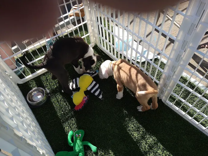 Thrive Pet Healthcare - Wedgewood Picture 6