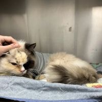 Berry Hill Animal Hospital ico