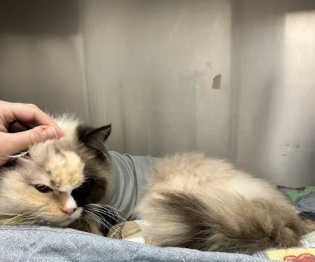 Berry Hill Animal Hospital