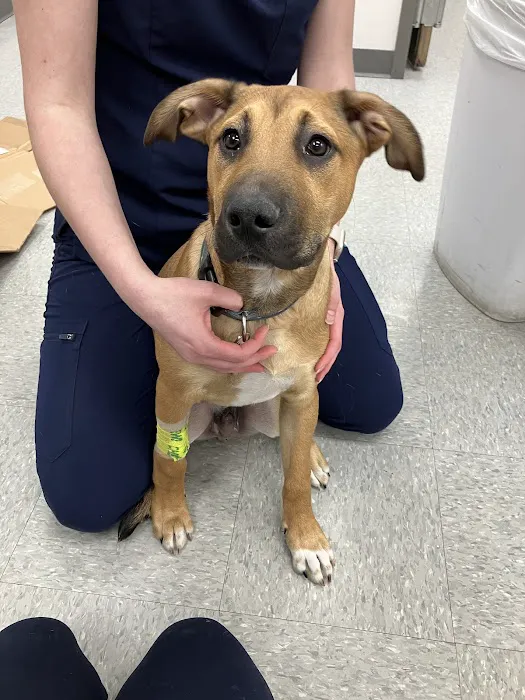 Berry Hill Animal Hospital Picture 4