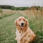 ReadiVet Nashville, Mobile Vet Services
