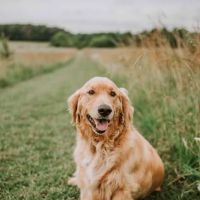 ReadiVet Nashville, Mobile Vet Services ico