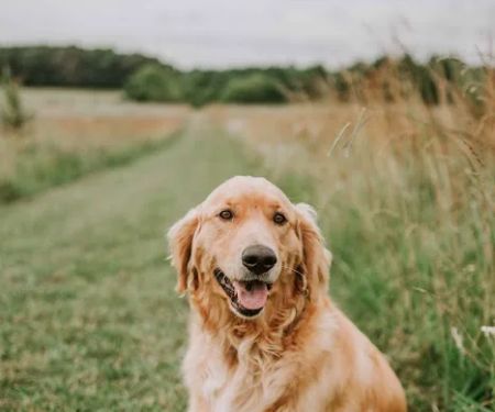 ReadiVet Nashville, Mobile Vet Services