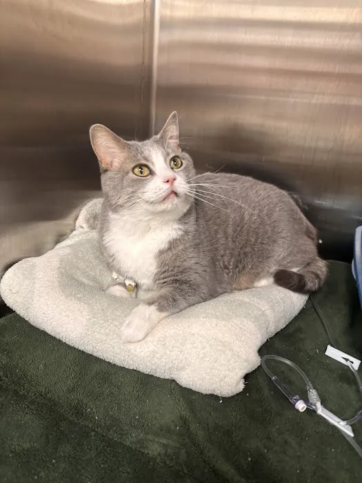 BluePearl Pet Hospital Picture 3