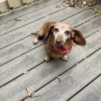 BluePearl Pet Hospital ico
